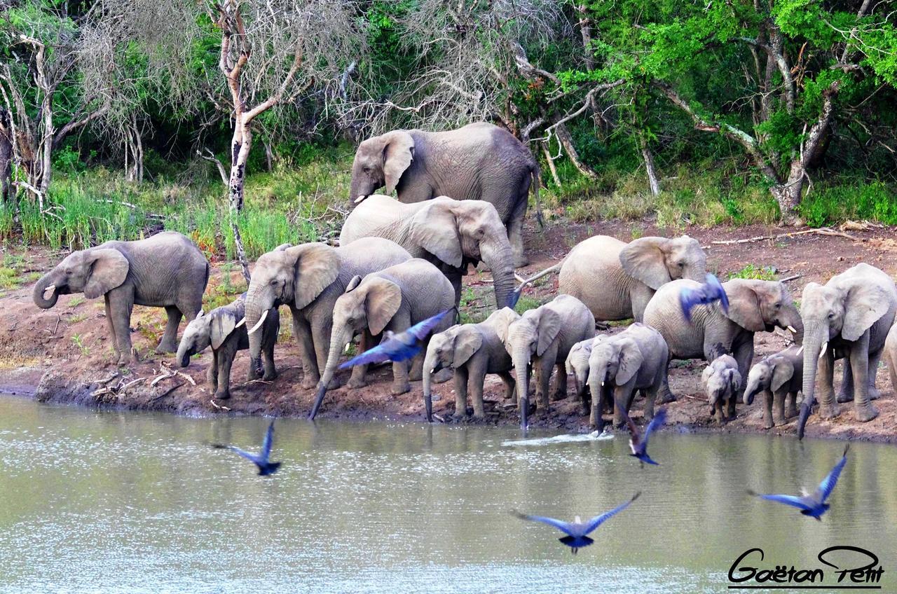 Thula Thula Exclusive Private Game Reserve & Lodge Ntambanana エクステリア 写真