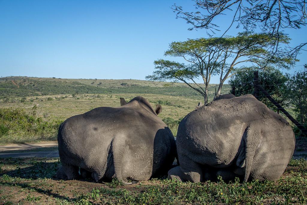 Thula Thula Exclusive Private Game Reserve & Lodge Ntambanana エクステリア 写真
