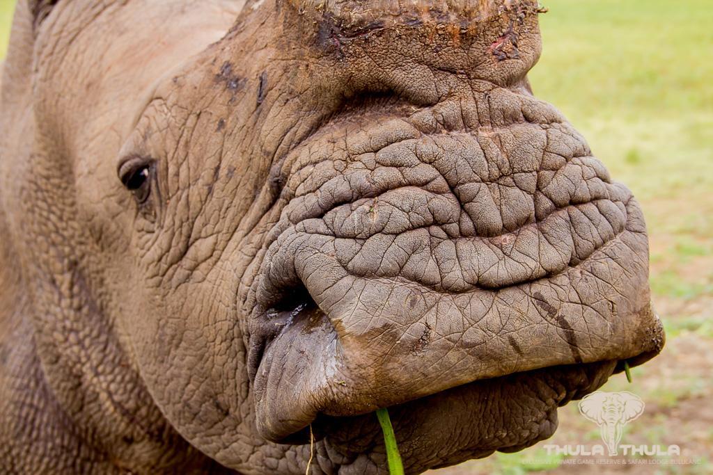 Thula Thula Exclusive Private Game Reserve & Lodge Ntambanana エクステリア 写真