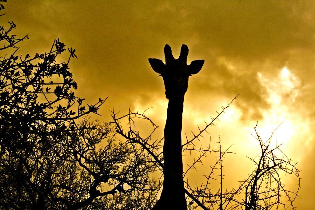 Thula Thula Exclusive Private Game Reserve & Lodge Ntambanana エクステリア 写真