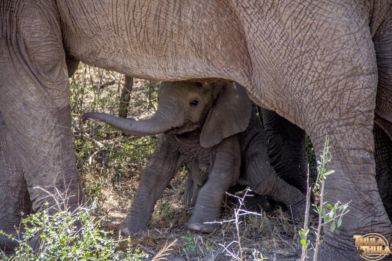 Thula Thula Exclusive Private Game Reserve & Lodge Ntambanana エクステリア 写真